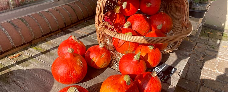 großer Haufen orangener Kürbisse