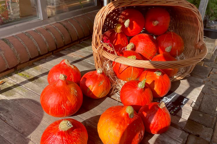 großer Haufen orangener Kürbisse