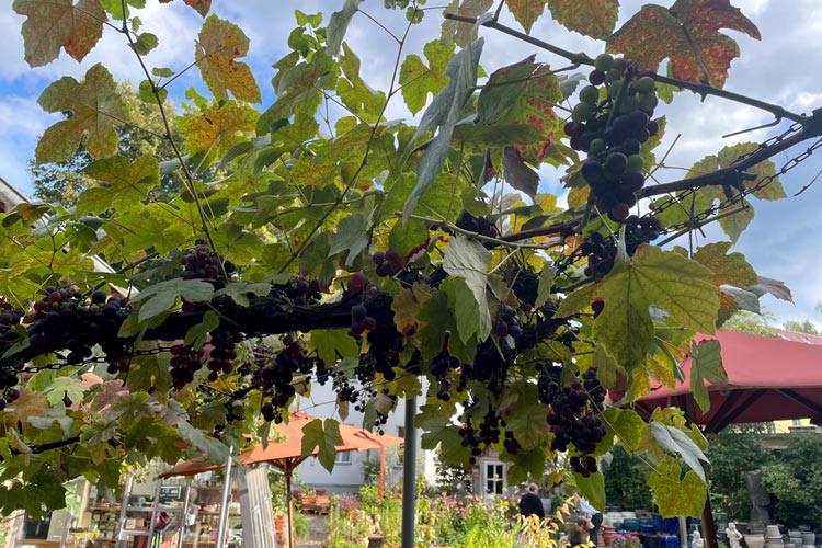 Weinreben mit roten Trauben